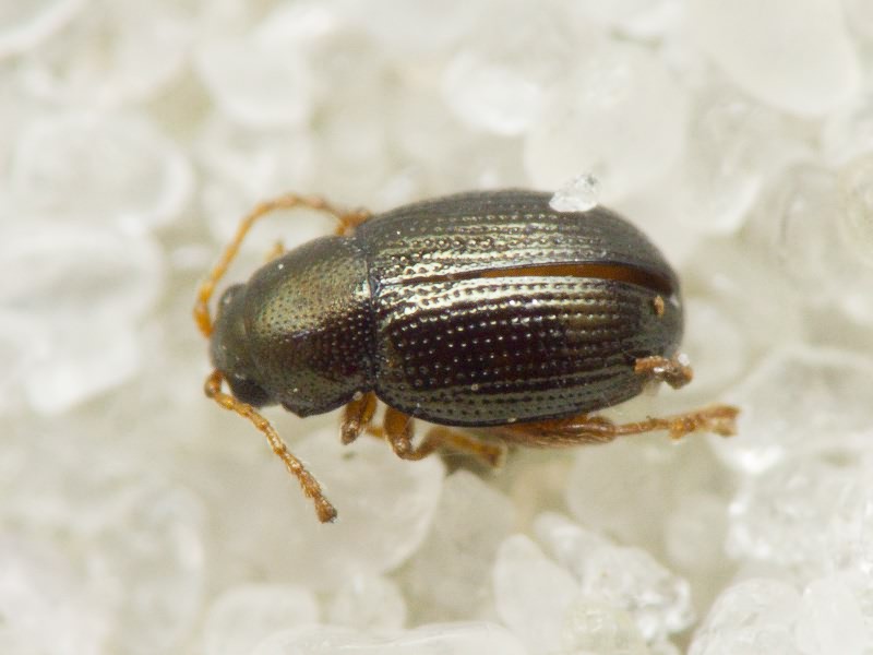 Batophila fallax Weise, 1888